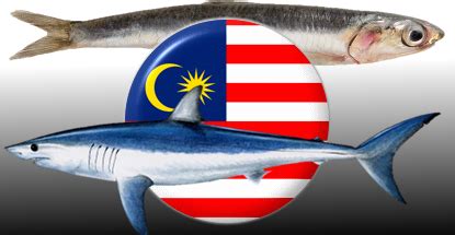 online betting malaysia|bet sharks.